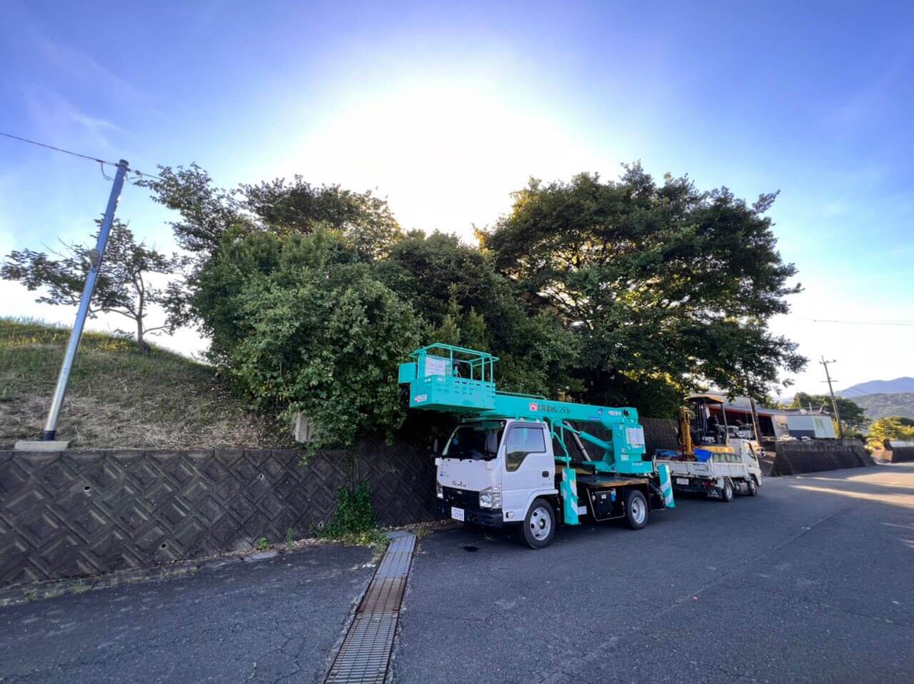 作業前　荒れてしまった生け垣、伸び放題となってしまった木々を伐採して管理のしやすいお庭へ